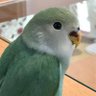 ポポピピ's profile picture