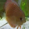 Фото профиля Druart David