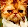LeLefti's profile picture