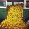 Profilbild von Bananas in Transit