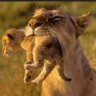 Lionne libre profil fotoğrafı