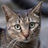 Фото профиля 猫好きルル太