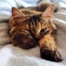 Фото профиля minami🐾