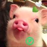 Profilbild von Porcoⓟ - 𝚂𝚞𝚜 𝚜𝚌𝚛𝚘𝚏𝚊 𝚍𝚘𝚖𝚎𝚜𝚝𝚒𝚌𝚞𝚜