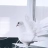 Layan 的头像
