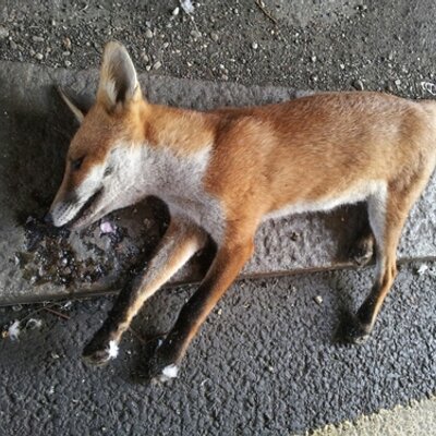 GuruAnaerobic's profile picture