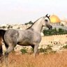 سمير ابراهيم profil fotoğrafı