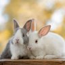 Bunny_lover🐰🐇's profile picture