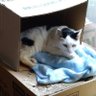 Profilbild von 湘南サロなチー猫