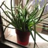 Фото профиля Cateusca
