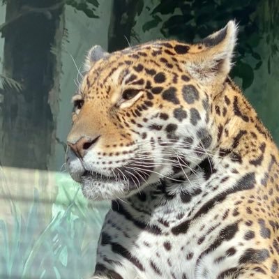 もふもふ*82dog's profile picture