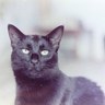 Фото профиля Jessa Cat
