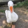 䳺 的头像
