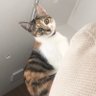 Profilbild von 三毛猫こはくの部屋