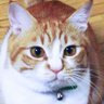 ほそむさ profil fotoğrafı