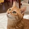 Profilbild von 猫ジーニアス