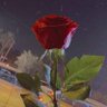 shinatra's profile picture