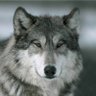 Wolf profil fotoğrafı