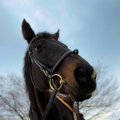 equestrian_team's profile picture