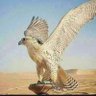 nawaf profil fotoğrafı
