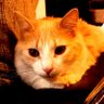Фото профиля Catyaan