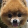 我輩は犬である🐶 profil fotoğrafı