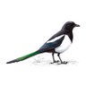 MAGPIE 的头像