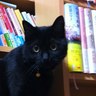 Profilbild von くるぶし📖