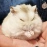 Profilbild von *ルイス*
