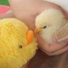 🐥みかど🐤💍💕🎀*️⃣ 的头像