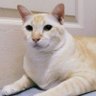 การเดินทางของชีวิต 🐱 profil fotoğrafı