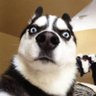 Фото профиля Shusky15