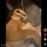 youngdaggerdick's profile picture