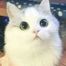 superpringles profil fotoğrafı