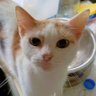 Profilbild von anthony, underclass prole cat, edwards