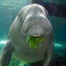 Mr. Dugongs 的头像