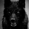 Nballsdeephere's profile picture