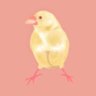 Фото профиля 空乃木屋文鳥左衛門/弥富文鳥補完計画