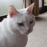 フック 的头像