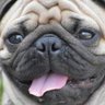 El Pug profil fotoğrafı
