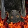 Profilbild von Batt