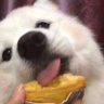 月亮邮递员's profile picture