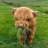Scottish Moo profil fotoğrafı