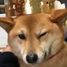 パパジョー's profile picture