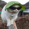 letcat profil fotoğrafı