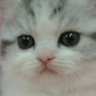 ぷくり profil fotoğrafı
