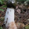 Фото профиля Satyre puant