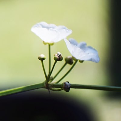 ก็Dนะ🌸's profile picture