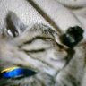 Profilbild von J.AMT(じゃむ)🐈🐈⬛