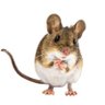 Rato's profile picture